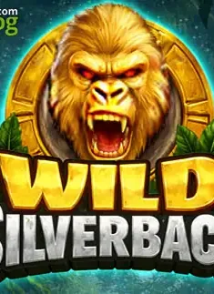 Wild Silverback